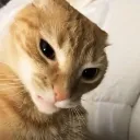 eyebrowcat