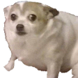 dogshook Discord emoji