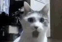 wowcat