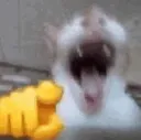 LaughingCat