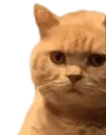 catdeathstare