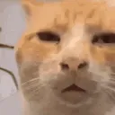 A_what_face