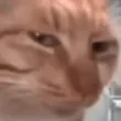 cat_sus