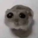 bittibitti