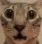 catshock