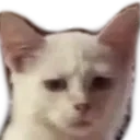 cat_what