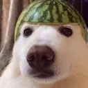 dogwatermelon