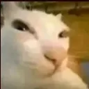 Slizzycat