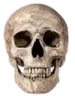 RLSkull