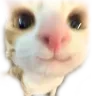 mrow
