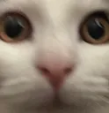 hazeycat