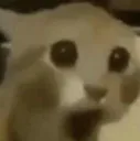 catshock