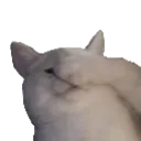 facepalmcat