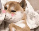 Blush