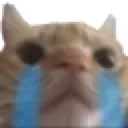 Meo_cat_huhu Meo_cat_huhu
