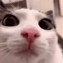 stare