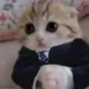 businesscat