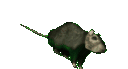 :7786ratspin: