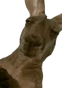 unimpresesedkangaroo