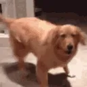 exciteddog
