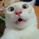 catuhwhatq Discord Emoji