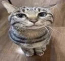 catwhatdaflip