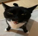 angycat
