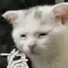 smoking_cat smoking_cat
