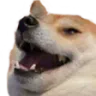 dogHeh
