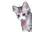 catDab