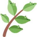 rat_herb