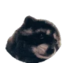 pedro