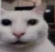:catwhatgg: