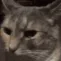 catstare