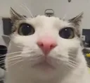 Cat_bobo