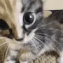 looking