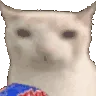 001_cat