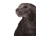 001_cat
