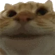 xokosmYepcat Discord Emoji