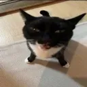 CAT_KITTY