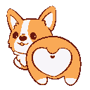 corgi