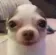dogstare