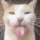 BlehKatSilly BlehKatSilly