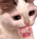 Catcry2 Discord Emoji