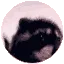 pedro