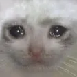 sadcatbigforehead