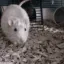 RatArrive RatArrive