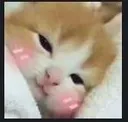 catsleep