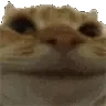 catnope