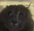 CATthefuckamilookingat